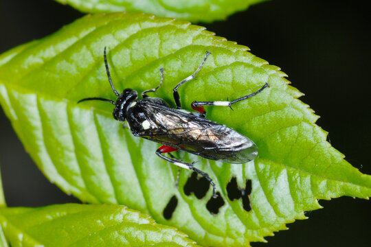 Liguster-Blattwespe, Macrophya punctumalbum
