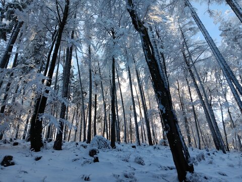 Winterwald mit schneebedeckten B&auml;umen und Sonne