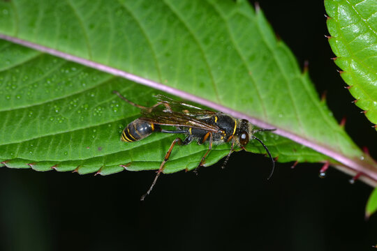 Orientalische Mauerwespe, Sceliphron curvatum