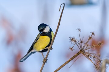 Fototapeta premium Winter scene with a great tit. Parus major. A great tit sits on a dry grass stalk. 