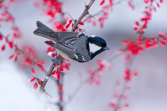 Winter scene with a cute coal tit. A cute coal tit sits on a twig with red berries.  Periparus ater