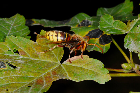Hornisse, Vespa crabro