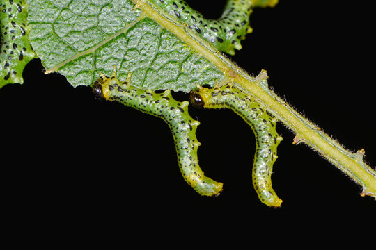 Weidenblattlwespe, Nematus pavidus
