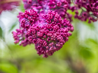 Obraz premium Pink Blooming Lilac Flowers in spring with blured background