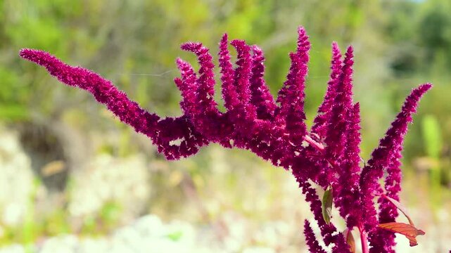 Ornamental amaranth (Amaranthus hypochondriacus) with vivid magenta flower spikes growing in the Italian Apennine Mountains of the Lazio region, showcasing a striking alpine wild plant.