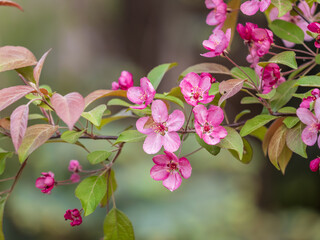 Obraz premium Fresh pink flowers of a blossoming apple tree with blured background