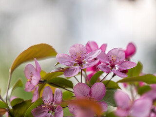 Obraz premium Fresh pink flowers of a blossoming apple tree with blured background