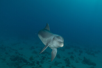 Dolphin swimming in the Red Sea, Eilat Israel
