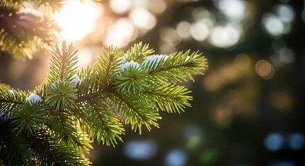 Sunlit evergreen branch with snow; soft focus background of light and foliage