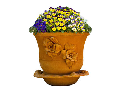 Pansy flowers in a clay jug isolated on white background
