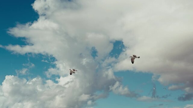 Seagulls Flying in a Soft Cloudy Sky