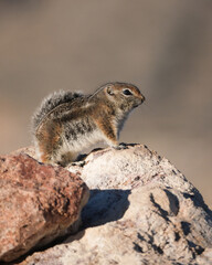 Antelope squirrel sitting on a rock in the sun