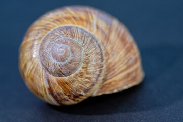 Geh&auml;use einer Weinbergschnecke als Nahaufnahme