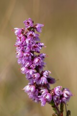Obraz premium Close up of common heather (calluna vulgaris) in bloom