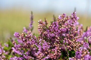 Obraz premium Close up of common heather (calluna vulgaris) in bloom