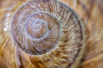 Geh&auml;use einer Weinbergschnecke als Nahaufnahme