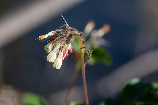Close up of creeping comfrey (symphytum grandiflorum) flowers in bloom