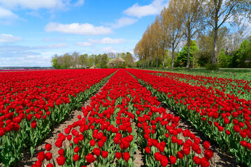 Dutch dark pink tulip fields in sunny day