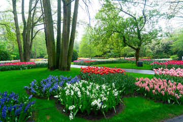 The path through a vibrant tulip garden in full bloom during the delightful spring season is breathtaking