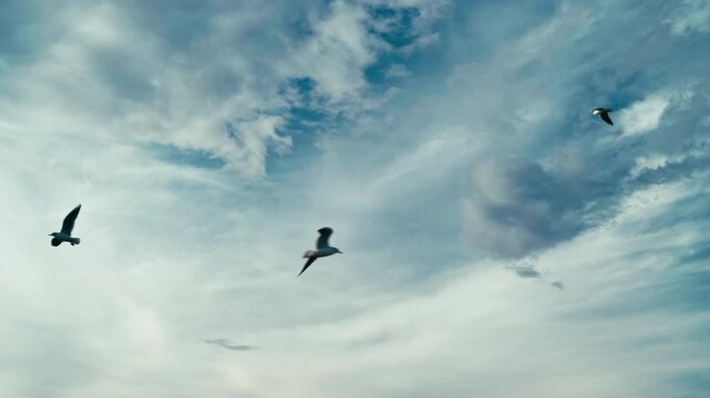 Seagulls Flying in a Soft Cloudy Sky