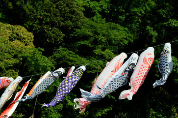 鯉のぼり　新緑に鯉のぼり