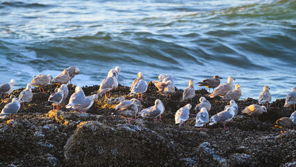 Seagulls preen while standing on rugged rock alongside Pacific Ocean