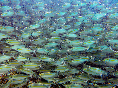Big school of Yellowtail scad (Atule mate) swimming in the coral reef ocean, Koror, Palau