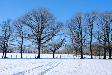 Fototapeta premium Schnee Landschaft mit Sonnenschein