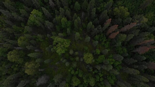 Tilt up filming, aerial view of Skilak Lake and Alaskan wilderness with trees and mountains near Seward Highway