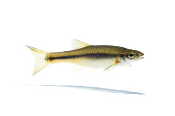 ハヤ　アブラハヤ　白バック