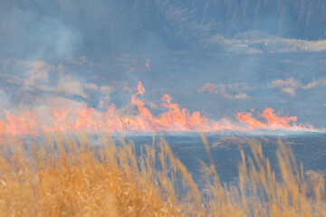 阿蘇の野焼き（熊本県阿蘇）