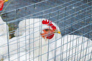 chicken caged animal farm creature factory meat production © Artem Kniaz