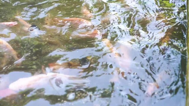 Red and black tilapia in a pond being fed fish pellets, clear water, aquaculture, backyard fish farming, and feeding activity concept.