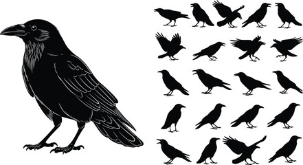 Obraz premium Black raven silhouette set with flying and standing poses, spooky crow bird collection for Halloween design, gothic logo, wildlife vector illustration