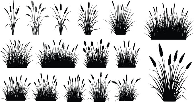Set of black reed and cattail grass silhouettes isolated on white background, nature marsh plants collection for landscape design, botanical decoration, vector style illustration