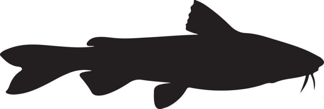 Walking Catfish Amphibious Fish Moving Across Land and Water