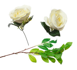 Green Artificial Leaf many lemon tropical leaves with branch. Dark green artificial fake leaves of tropical lemon, tropical foliage plant leaf growing in wild. White background isolated © Jade