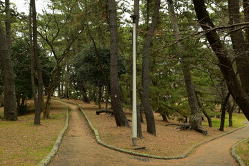 Fototapeta premium 稲毛の松林 稲毛公園