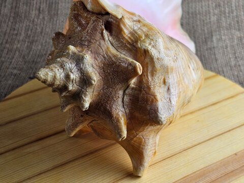 Close-up of Strombus gigas sea snail shell on wooden stand against a burlap background. A close-up of the beautiful texture of a sea snail shell. A king sea snail from the Caribbean.