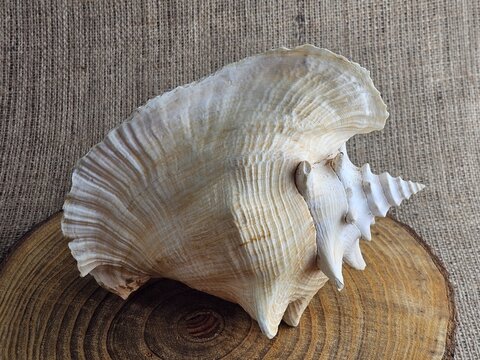 A close-up of a Strombus gigas sea snail shell on a wooden stand against a burlap background. A close-up of the beautiful texture of a sea snail shell. A king sea snail from the Caribbean.