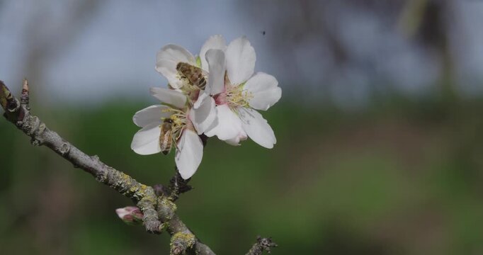 Bees Pollinating Almond Blossoms in California