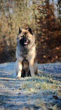 Eurasier Practicing Impulse Control During Dog Training, Sitting Despite Excitement, Vertical Video