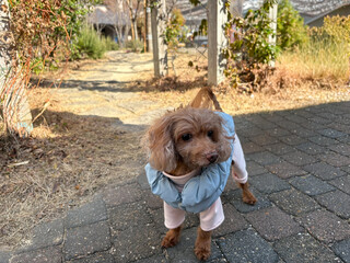 冬の季節を感じさせるダウンジャケットを着ている可愛らしいレッドのトイプードル