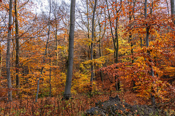 Fototapeta premium Das Naturschutzgebiet Schlangenberg -Stolberg Rhld. 