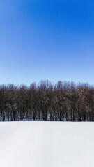 woods forest background drone aerial photography background nobody texture winter snowy