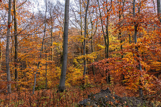 Das Naturschutzgebiet Schlangenberg -Stolberg Rhld. 