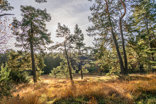 Das Naturschutzgebiet Schlangenberg -Stolberg Rhld. 