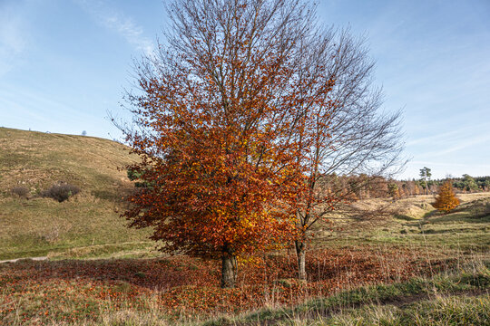 Das Naturschutzgebiet Schlangenberg -Stolberg Rhld. 