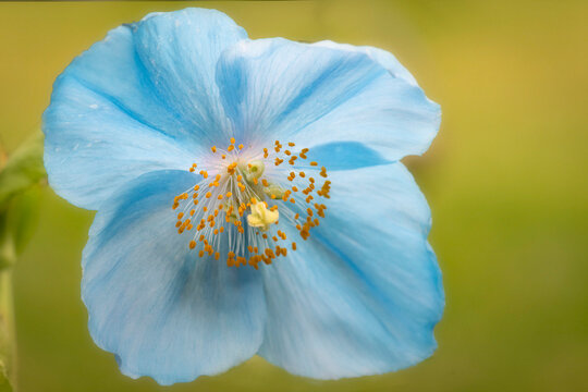 blue poppy flower