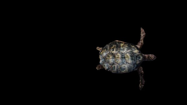 3D Reptile turtle swims into the left side and exits on the right side, top view on a black screen, 4k tortoise, Cooters animal dives isolated on alpha channel premultiplied with black and white matte
